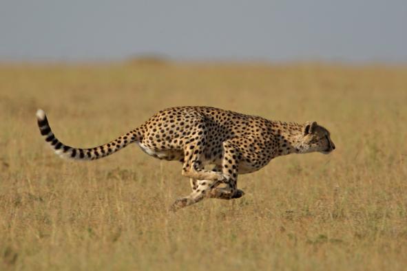 image-4069