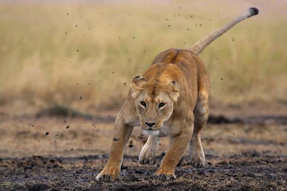 image-4641