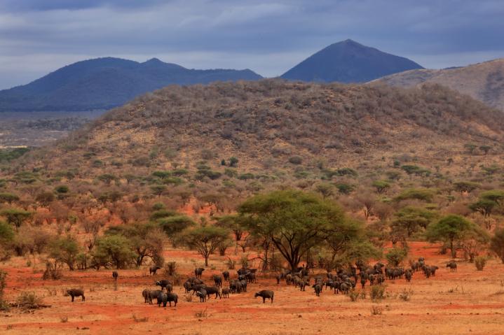 Tsavo Ouest