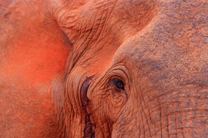 Tsavo Est
