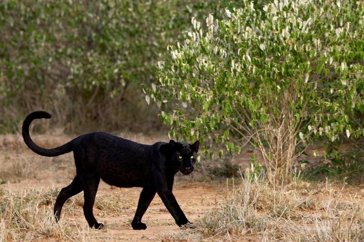 Naibunga Conservancy