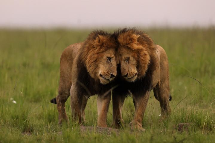 Safari spécial lions