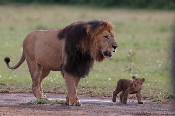 Safari spécial lions