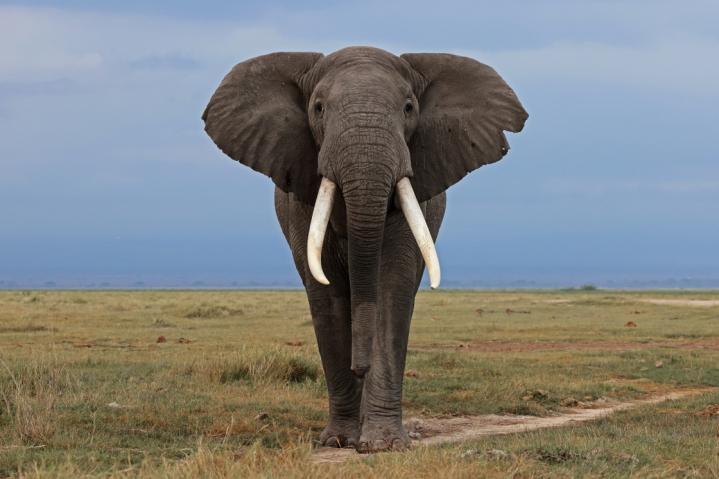 Ndovu