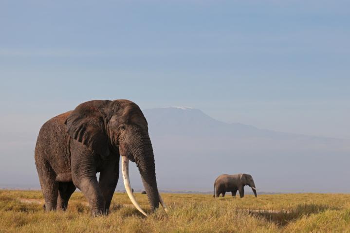 Tembo