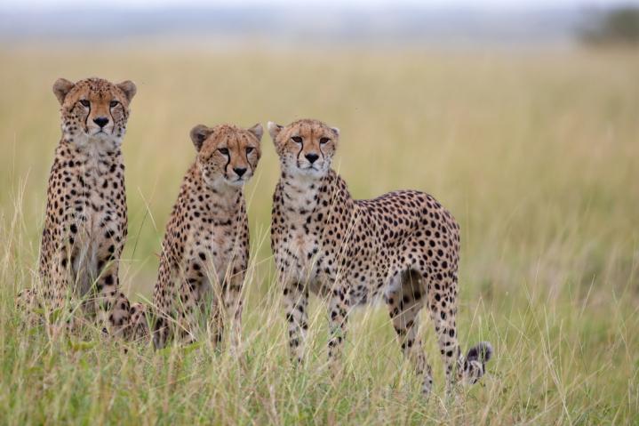 Safari Tumbili