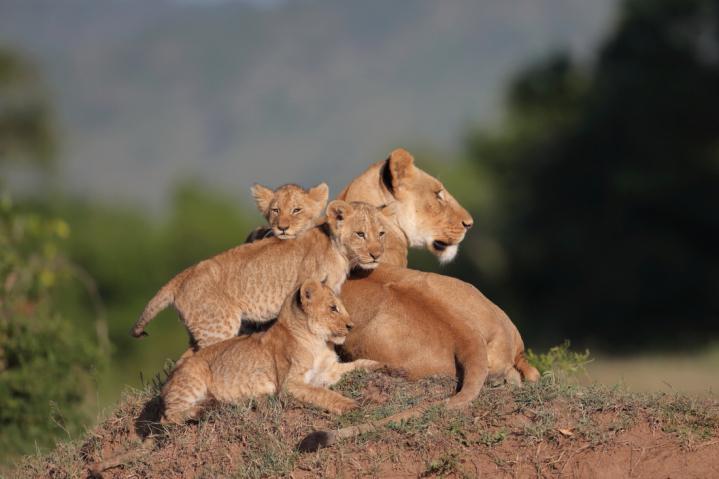 Simba