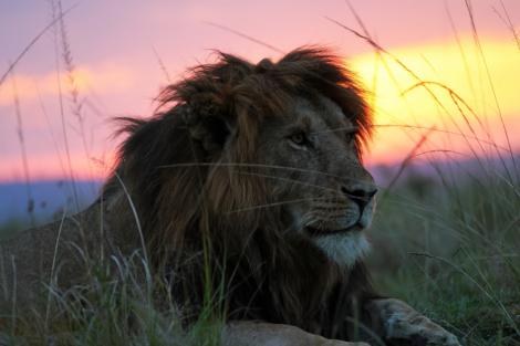 Simba