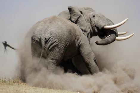 Tembo