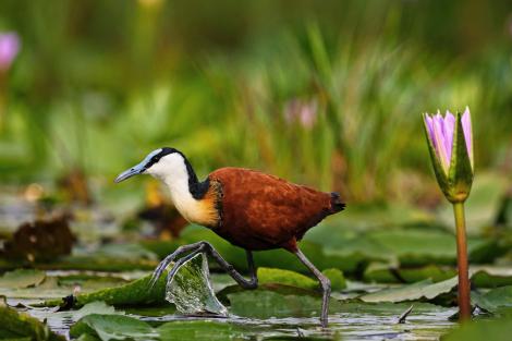 Jacana