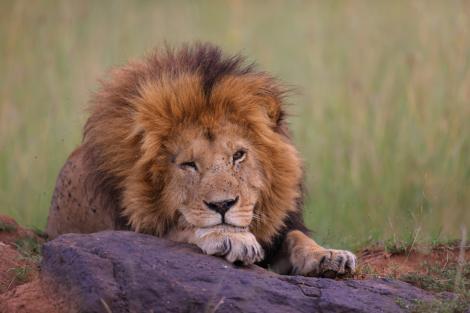 Simba